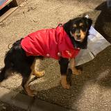 Picture of dog lost at Paris