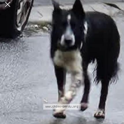 Picture of dog lost at Abscon