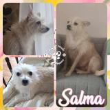 Picture of dog lost at Argenteuil