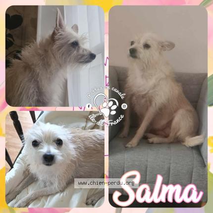 Photo 1/1 SALMA Chien lost in Argenteuil