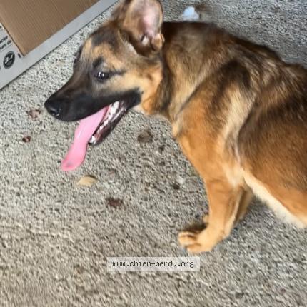 Photo 1/1 Found dog Found in Le fleix