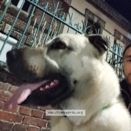 Photo 1/1 Found dog Found in Rouen