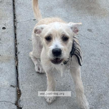 Photo 1/1 Reunited dog Lost in Los Angeles