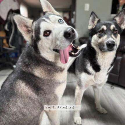 Photo 1/1 Everest Chien lost in Gurnee