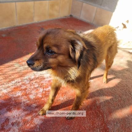 Photo 1/1 Found dog Found in Perpigna
