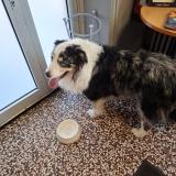 Picture of dog found at Saint Georges De Reneins