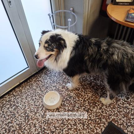 Photo 1/1 Found dog Found in Saint georges de reneins