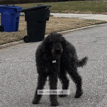 Photo 1/1 Found dog Found in Portsmouth