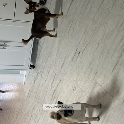 Photo 1/1 Nugget Chien lost in Winterville