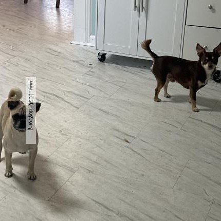 Photo 1/1 Nugget Chien lost in Winterville