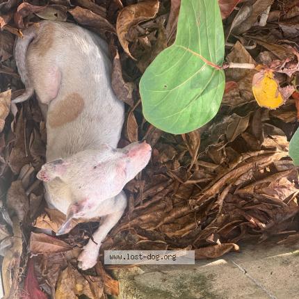 Photo 1/1 Found dog Found in San juan