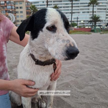 Photo 1/1 Found dog Found in La serena