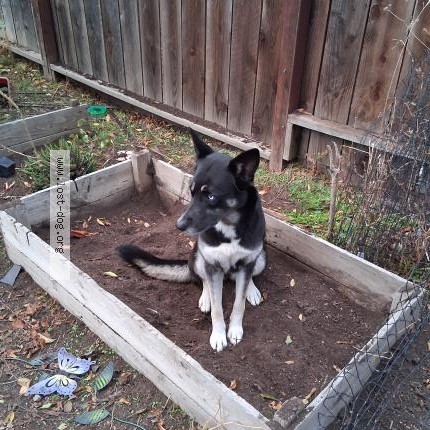 Photo 1/1 Precious Dog lost in Concord