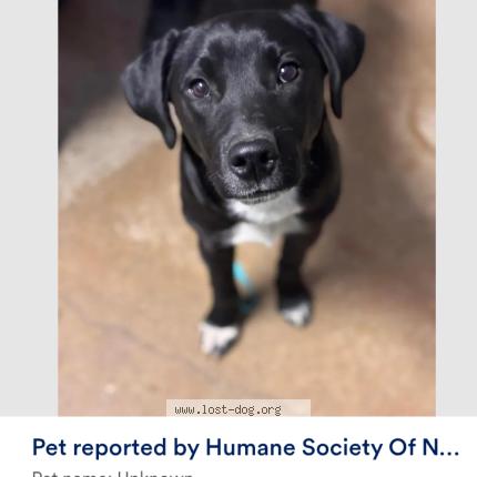 Photo 1/1 Monkey Dog lost in Austin
