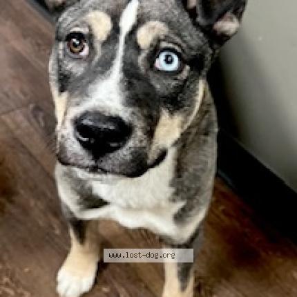 Photo 1/1 Found dog Found in Chicago