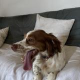 Picture of dog lost at Noves