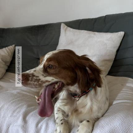 Photo 1/1 DIKA Chien lost in Noves