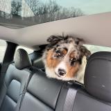 Picture of dog found at Breuillet