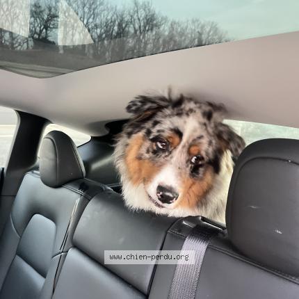 Photo 1/1 Found dog Found in Breuillet