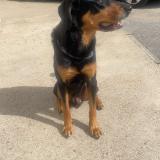 Picture of dog lost at Laval Pradel