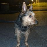 Picture of dog found at Vitry Le Francois