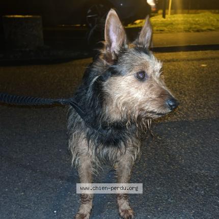 Photo 1/1 Found dog Found in Vitry le francois
