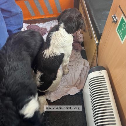 Photo 1/1 Found dog Found in Rouen