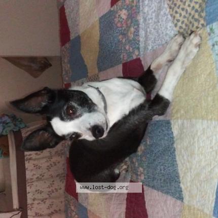 Photo 1/1 No name Chien lost in Orlando