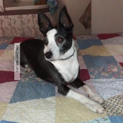 Photo 1/1 No name Dog lost in Orlando