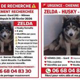 Picture of dog lost at Nimes