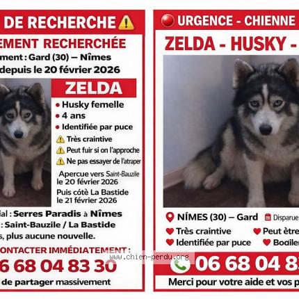 Photo 1/1 Dog reunited Lost in Nimes
