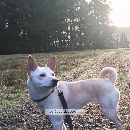 Photo 1/1 Milli Dog lost in Junction city