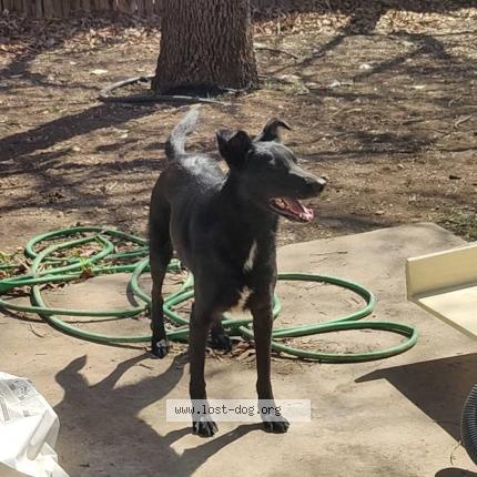 Picture of dog lost at San Antonio