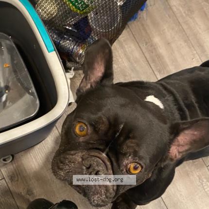 Picture of dog lost at Anaheim Ca