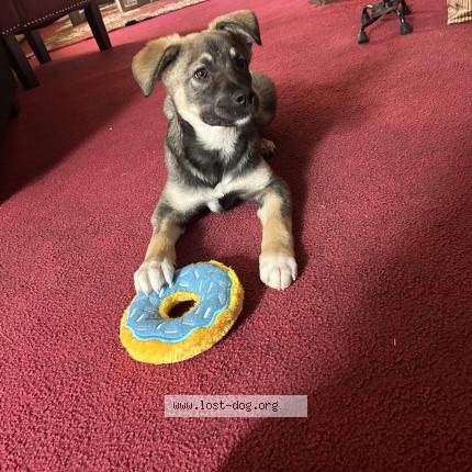 Picture of dog lost at Dallas
