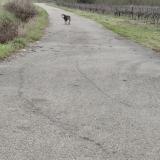 Picture of dog found at Saint Genies De Malgloires