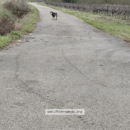 Photo 1/1 Found dog Found in Saint genies de malgloires