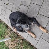 Picture of dog found at Riom