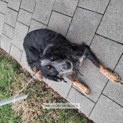 Photo 1/1 Found dog Found in Riom