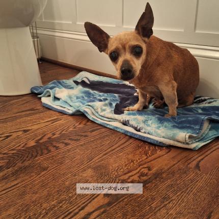 Photo 1/1 Found dog Found in Rock Hill