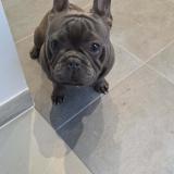 Photo of a dog found in Marcinelle