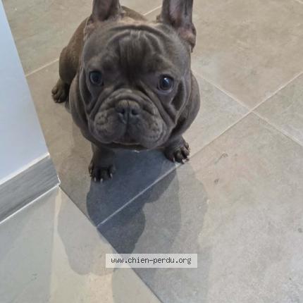 Foto van gevonden hond in Marcinelle