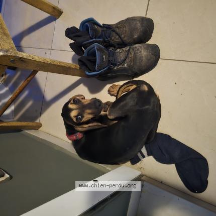 Photo 1/1 Found dog Found in Saint pierre