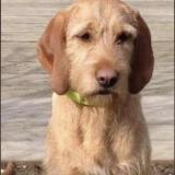 Picture of dog lost at Lans En Vercors