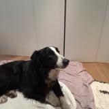 Picture of dog found at Le Grand Bornand