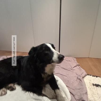 Photo 1/1 Found dog Found in Le grand bornand