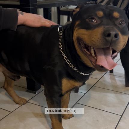 Photo 1/1 Found dog Found in Chicago