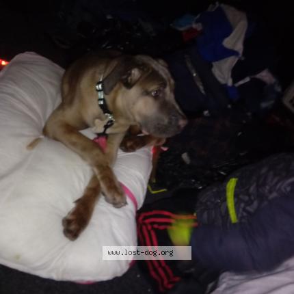 Photo 1/1 Queen Chien lost in Baltimore