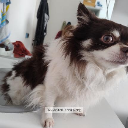Foto van gevonden hond in Frassem Arlon
