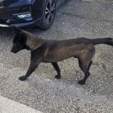 Picture of dog found at Archamps
